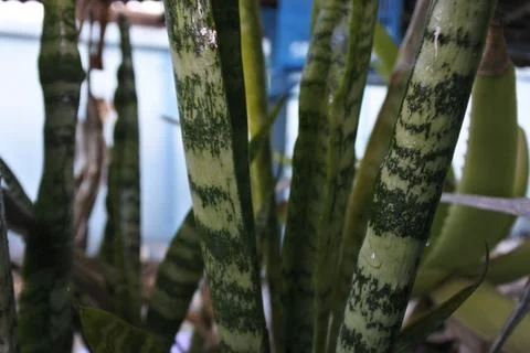 Photo of beautiful leaf pattern for background Stock Photos