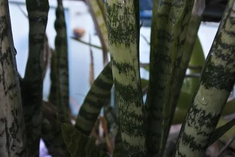 Photo of beautiful leaf pattern for background Stock Photos