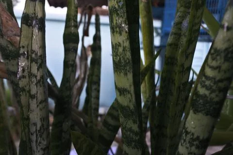 Photo of beautiful leaf pattern for background Stock Photos
