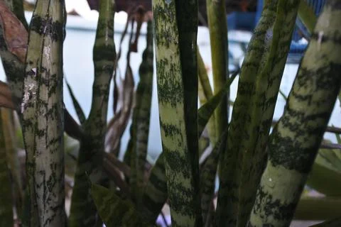 Photo of beautiful leaf pattern for background Stock Photos