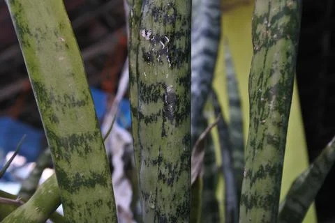 Photo of beautiful leaf pattern for background Stock Photos