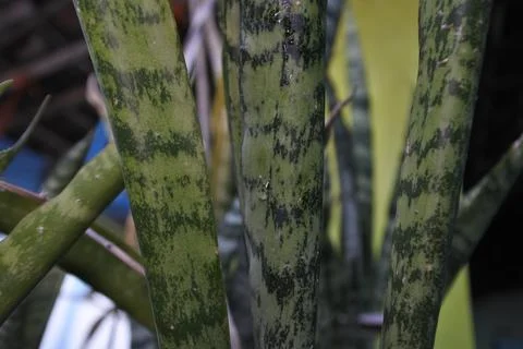 Photo of beautiful leaf pattern for background Stock Photos