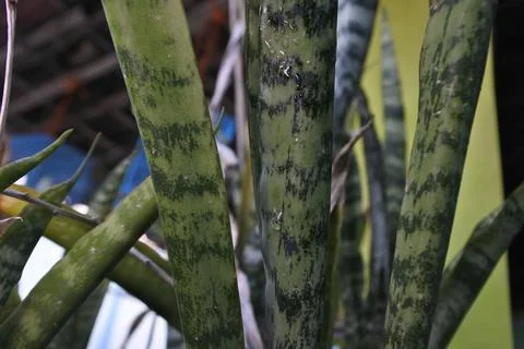 Photo of beautiful leaf pattern for background Stock Photos