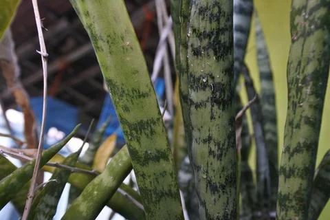 Photo of beautiful leaf pattern for background Stock Photos