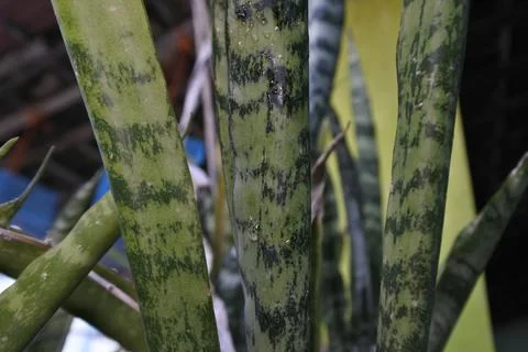 Photo of beautiful leaf pattern for background Stock Photos