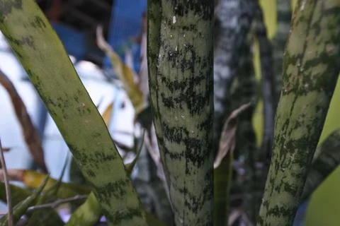 Photo of beautiful leaf pattern for background Stock Photos