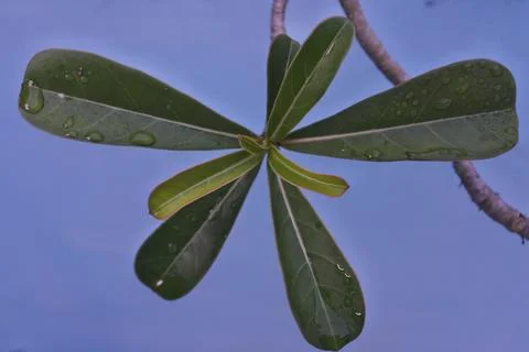 Photo of beautiful leaf pattern for background 스톡 사진