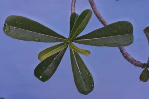 Photo of beautiful leaf pattern for background 写真素材