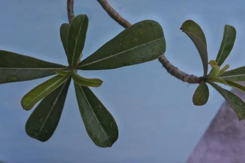 Photo of beautiful leaf pattern for background Stock Photos