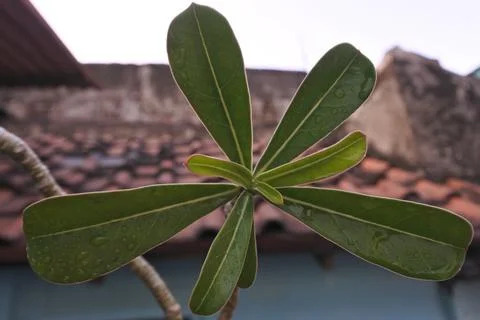 Photo of beautiful leaf pattern for background Stock Photos