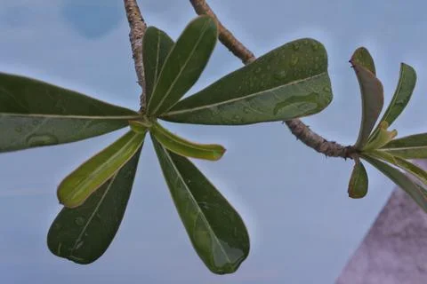 Photo of beautiful leaf pattern for background Stock Photos
