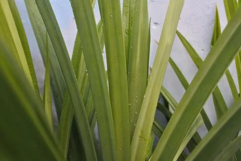 Photo of beautiful leaf pattern for background Stock Photos