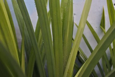 Photo of beautiful leaf pattern for background Stock Photos