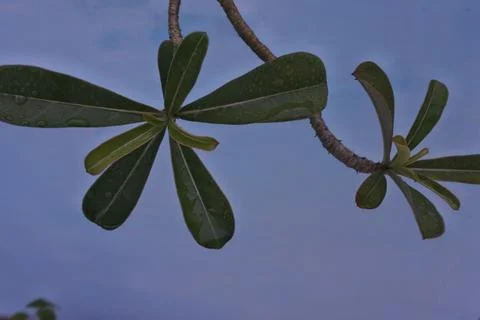 Photo of beautiful leaf pattern for background Stock Photos