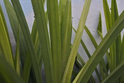 Photo of beautiful leaf pattern for background Stock Photos