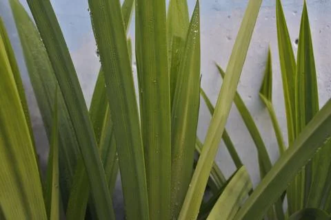 Photo of beautiful leaf pattern for background Stock Photos