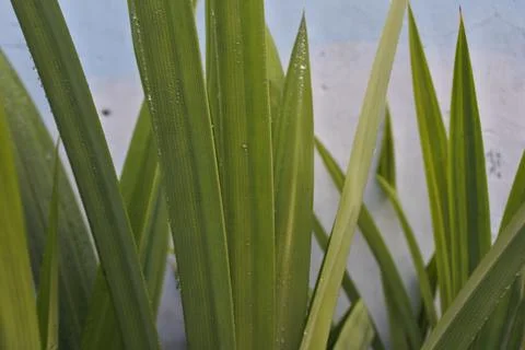 Photo of beautiful leaf pattern for background Stock Photos