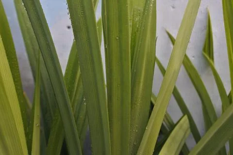 Photo of beautiful leaf pattern for background 스톡 사진