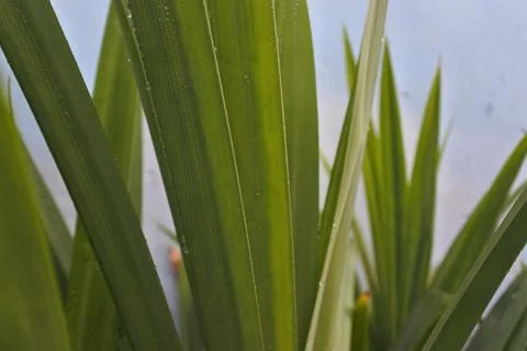 Photo of beautiful leaf pattern for background Stock Photos