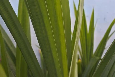 Photo of beautiful leaf pattern for background Stock Photos