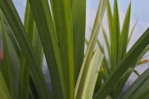 Photo of beautiful leaf pattern for background Stock Photos