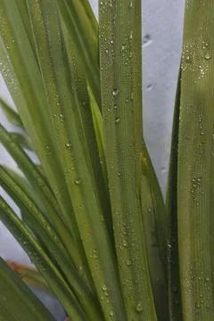 Photo of beautiful leaf pattern for background Stock Photos
