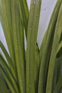 Photo of beautiful leaf pattern for background Foto stock