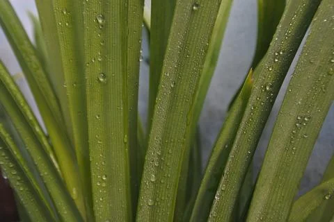 Photo of beautiful leaf pattern for background 写真素材