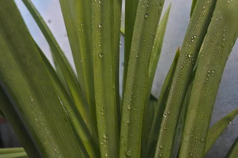 Photo of beautiful leaf pattern for background Stock Photos
