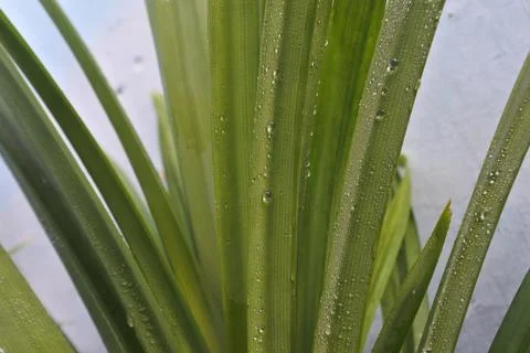 Photo of beautiful leaf pattern for background Foto stock