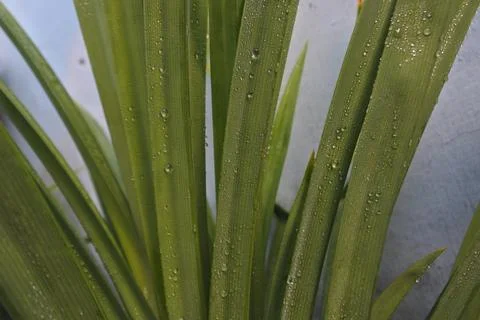 Photo of beautiful leaf pattern for background Stock Photos
