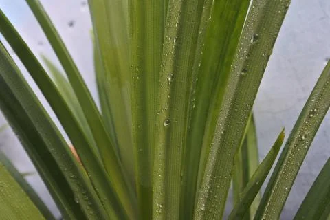 Photo of beautiful leaf pattern for background Stock Photos
