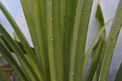 Photo of beautiful leaf pattern for background Stock Photos