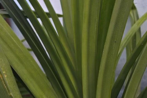 Photo of beautiful leaf pattern for background Stock Photos