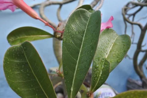 Photo of beautiful leaf pattern for background Stock Photos