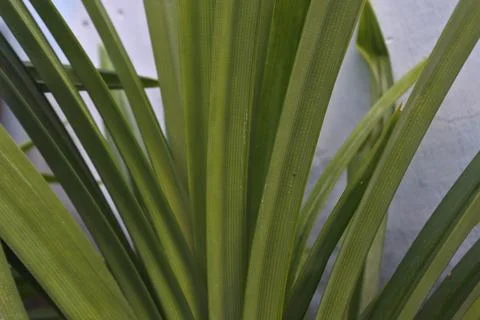 Photo of beautiful leaf pattern for background Stock Photos