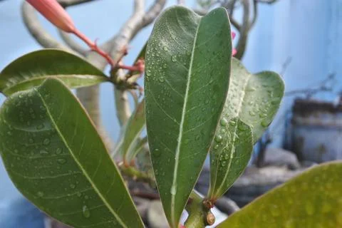 Photo of beautiful leaf pattern for background Stock Photos