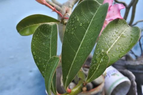 Photo of beautiful leaf pattern for background 写真素材