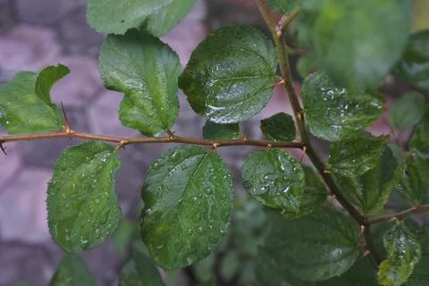 Photo of beautiful leaf pattern for background Stock Photos