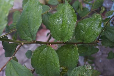 Photo of beautiful leaf pattern for background Stock Photos