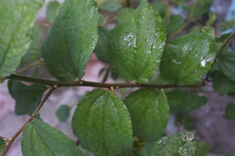 Photo of beautiful leaf pattern for background Stock Photos