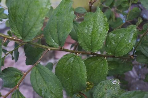 Photo of beautiful leaf pattern for background Stock Photos