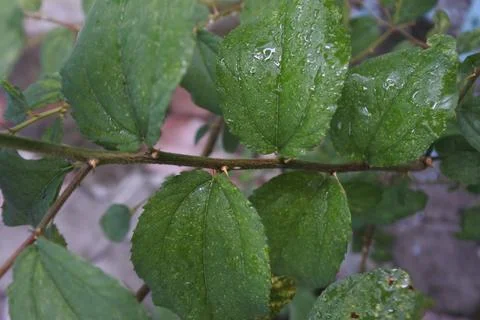 Photo of beautiful leaf pattern for background Foto stock