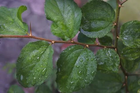 Photo of beautiful leaf pattern for background Stock Photos