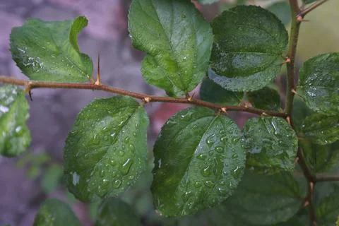 Photo of beautiful leaf pattern for background Stock Photos