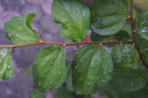 Photo of beautiful leaf pattern for background Stock Photos