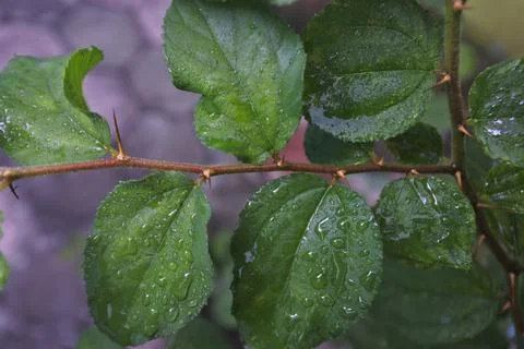 Photo of beautiful leaf pattern for background Stock Photos
