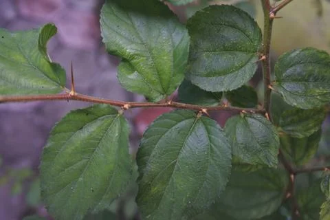 Photo of beautiful leaf pattern for background Stock Photos