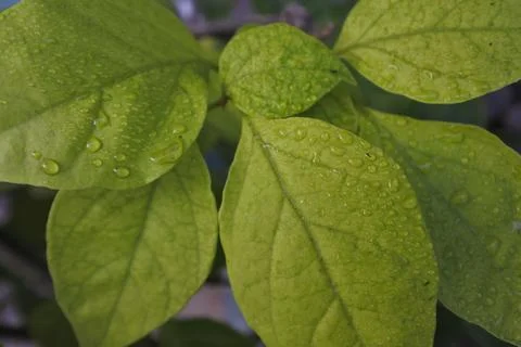Photo of beautiful leaf pattern for background 写真素材