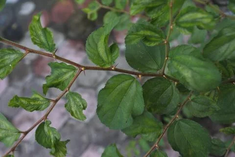 Photo of beautiful leaf pattern for background Stock Photos